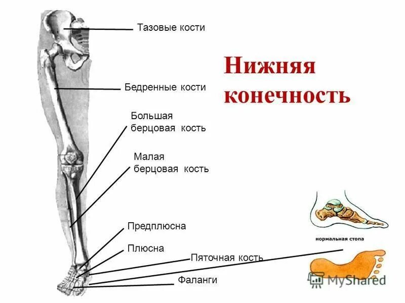 Находится берцовая кость