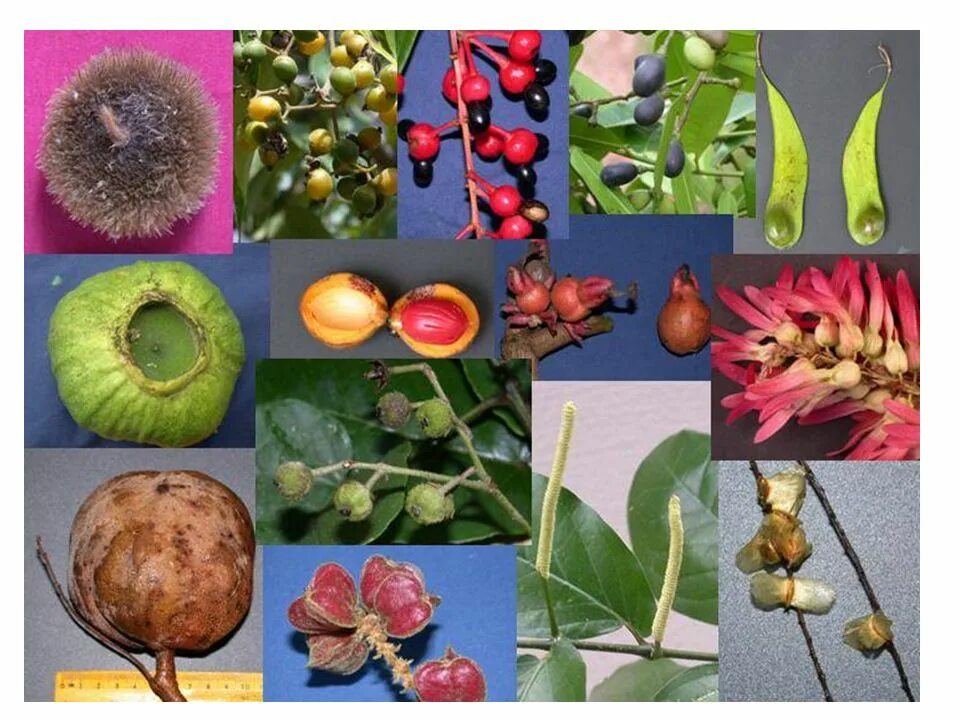 Из которого впоследствии образуются плоды с семенами. Aromorphosis. Ароморфозы бобовых растений. Ароморфоз фото пример.
