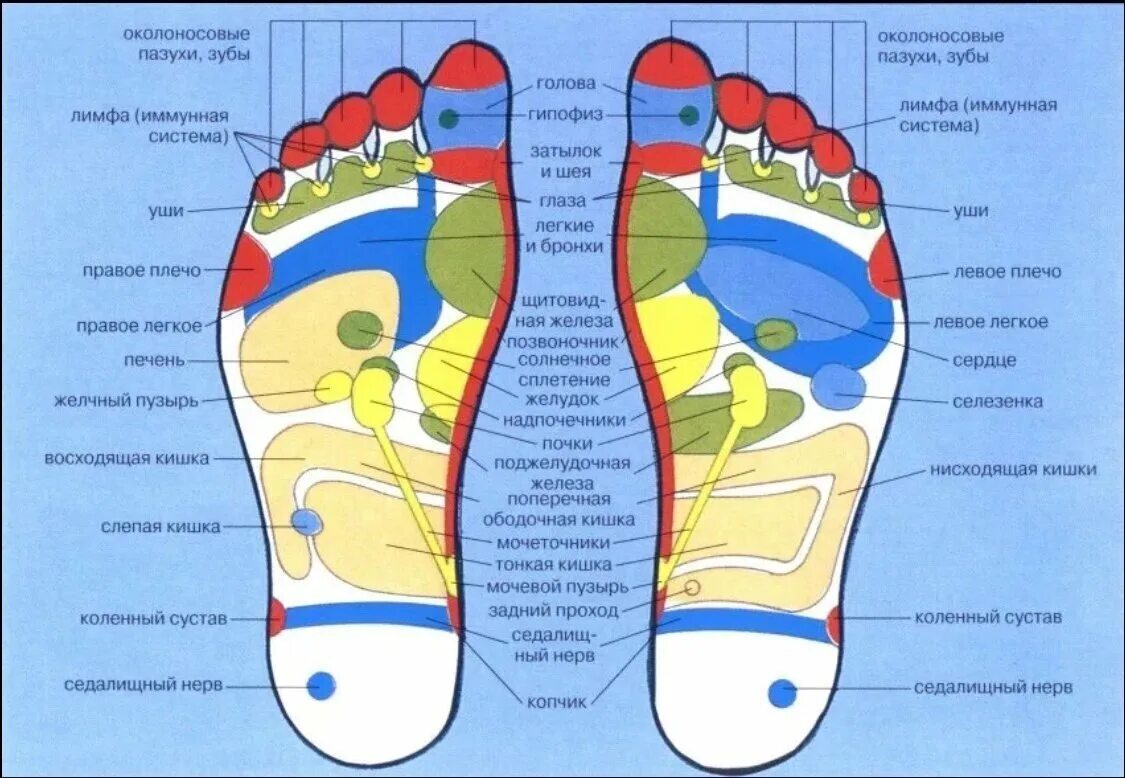 Середина стопы. Рефлекторные зоны стопы схема органы. Рефлекторные точки стопы ног. Точки на ступнях отвечающие за органы для массажа. Массажные точки на ступнях ног схема.
