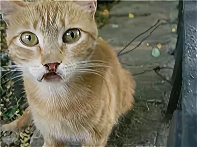 Кошачья лейкемия. Anna Kot Дзен