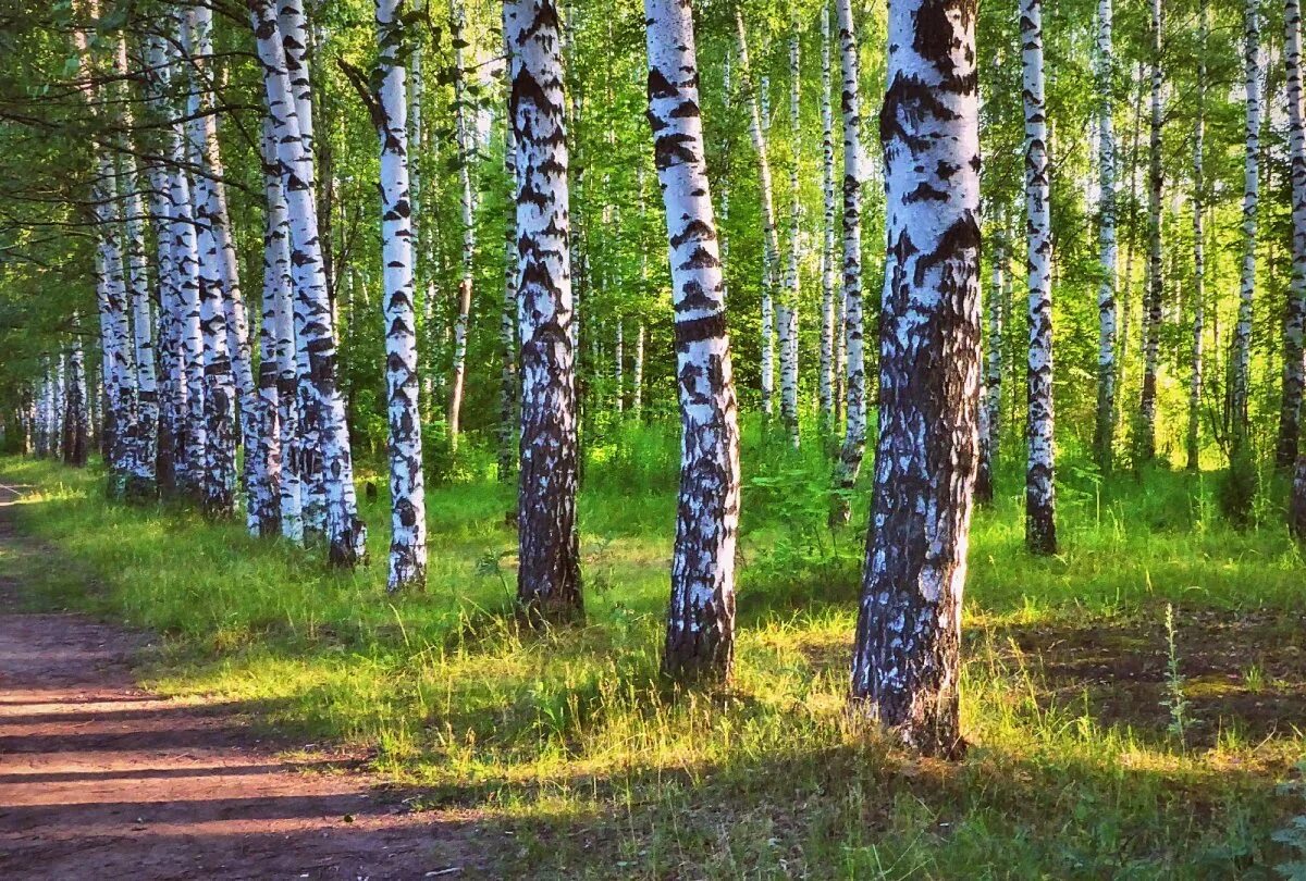 Березовая роща. Березовая роща схи осень. Березовая роща, посёлок берёзовая роща. Березовая роща. Березовая роща назарово.