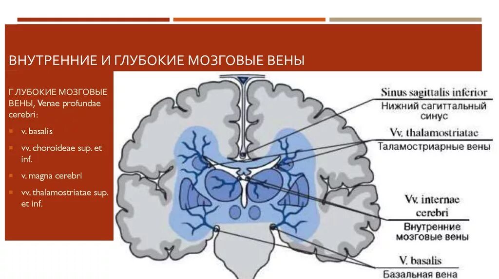 Вены головного мозга. Базальная мозговая Вена. Внутренняя мозговая Вена. Глубокие вены головного мозга.