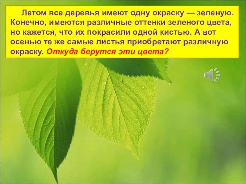 Текст если вы будете внимательно рассматривать цветы. Летом зеленый цвет листьям. Почему листья зеленые. Почему листья на деревьях зеленые. Листья имеющие разные оттенки зеленого.