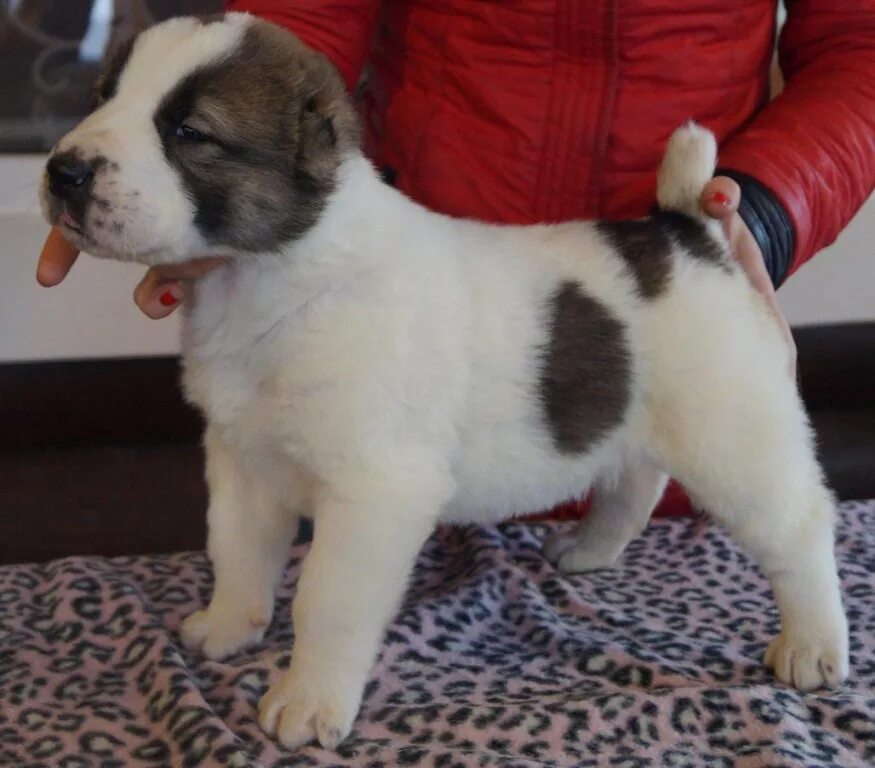 Азиат купить. Щенки азиата фото. Скошенный круп у щенка азиата 2 месяца. Цена щенков азиатов в городе Кургане. Собаки азиаты цены Avito.