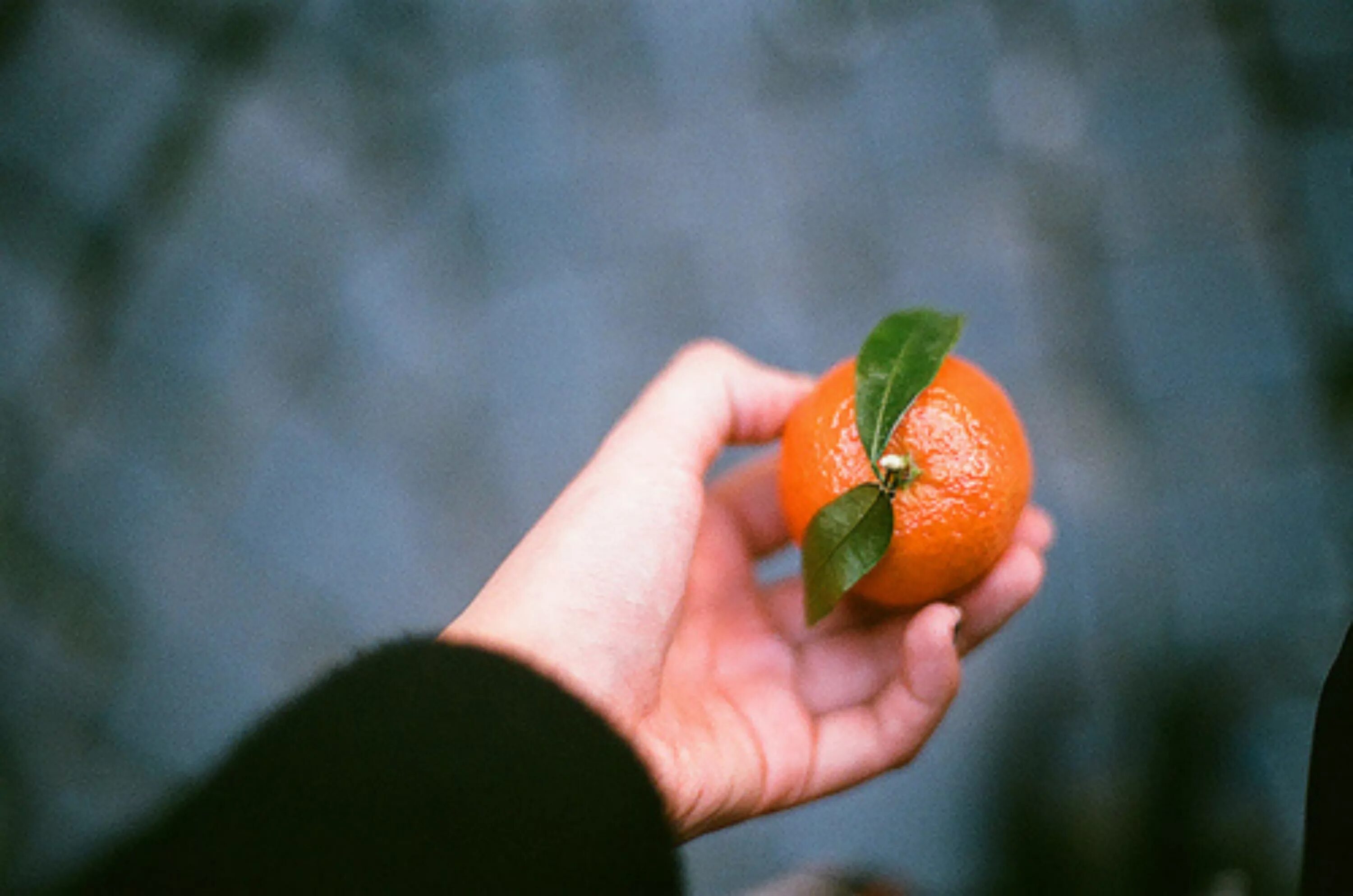 Katrin tangerine. Мандарин. Мандарин в руке. Апельсин в руке. Мандарин на ладони.