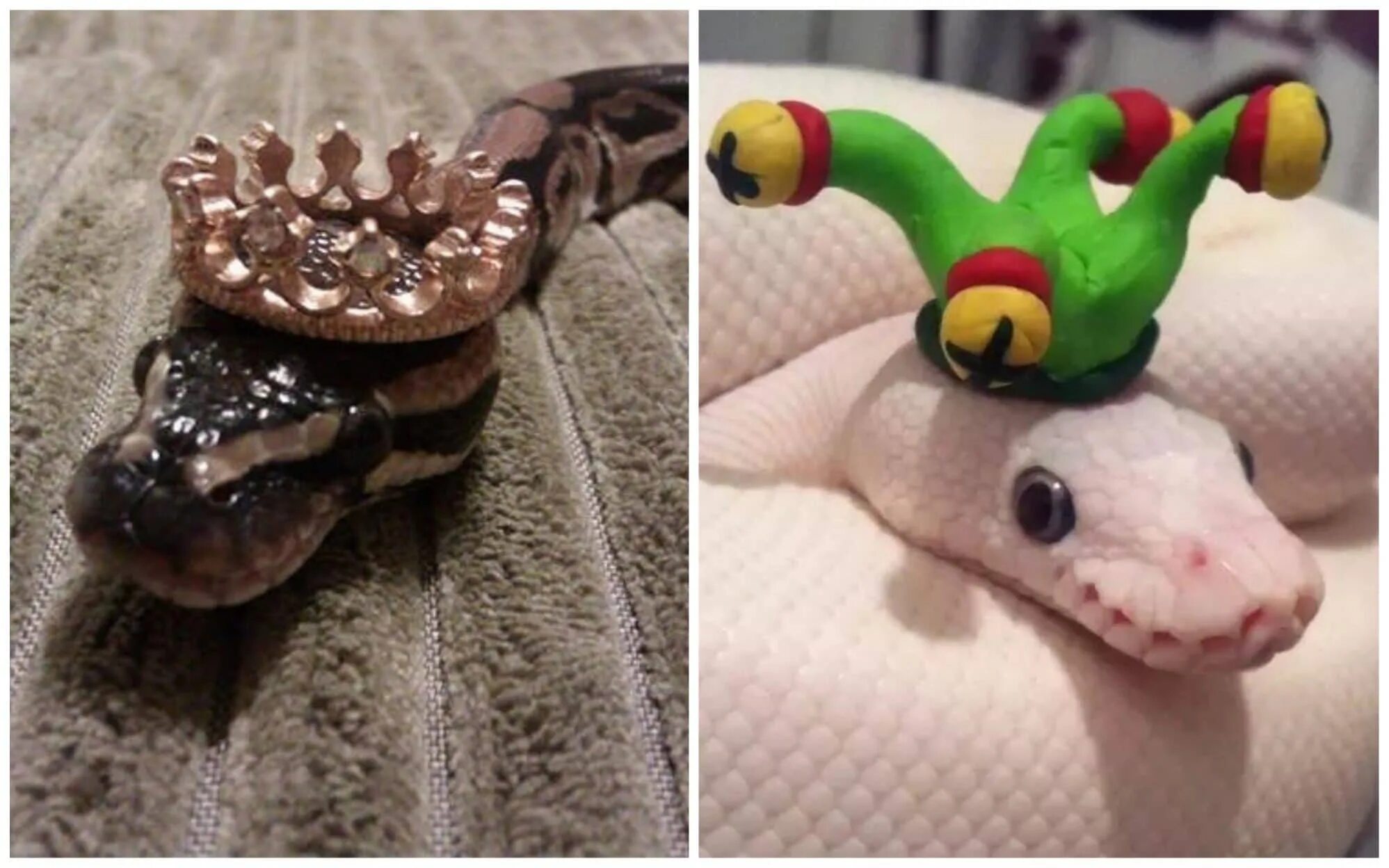 Гламурные змеи мем картинки Pin by Potato in a bikini on 1Reaction images Cute reptiles, Lizard meme, Snakes