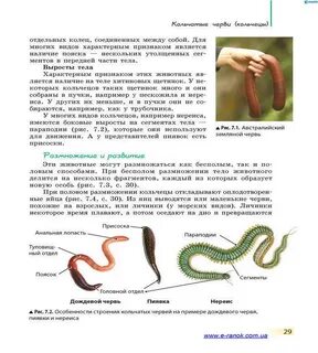 Дождевой червь биология 8 класс