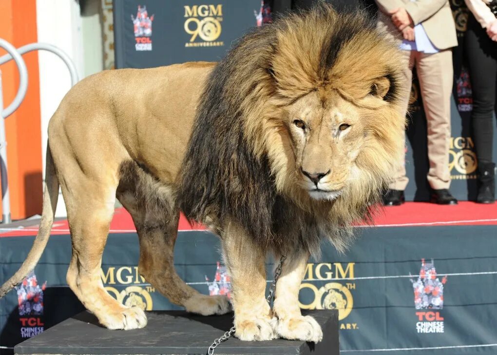 Лев вена. Mgm лев. лев лео mgm. metro goldwyn mayer lion. лев лео метро голдвин майер.