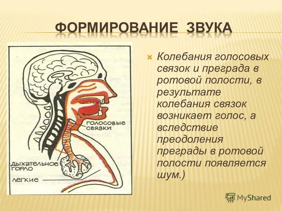 Речевой аппарат человека. Речевой аппарат органы дыхания. Строение речевого аппарата. Где образуется звук у человека. Откуда появились звуки