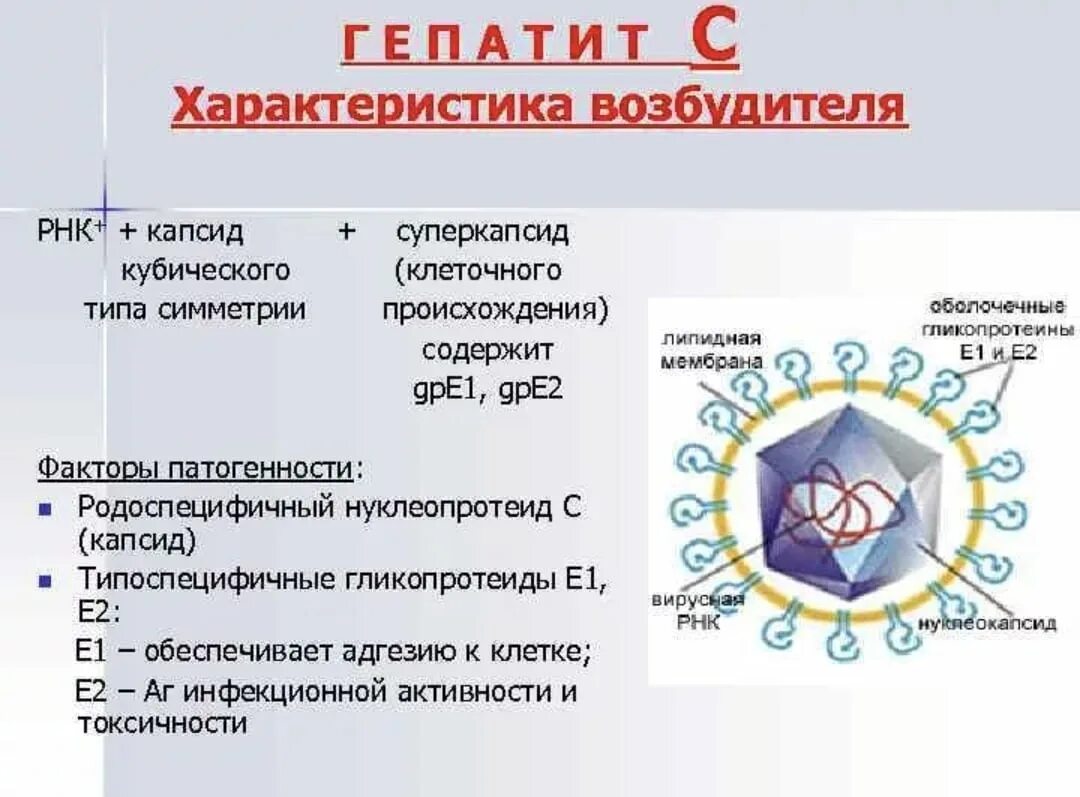 Типы вирусных гепатитов. Вирус гепатита б характеристика. Свойства возбудителя гепатита а. Характеристика возбудителя гепатита в. Характеристика вируса гепатита е.