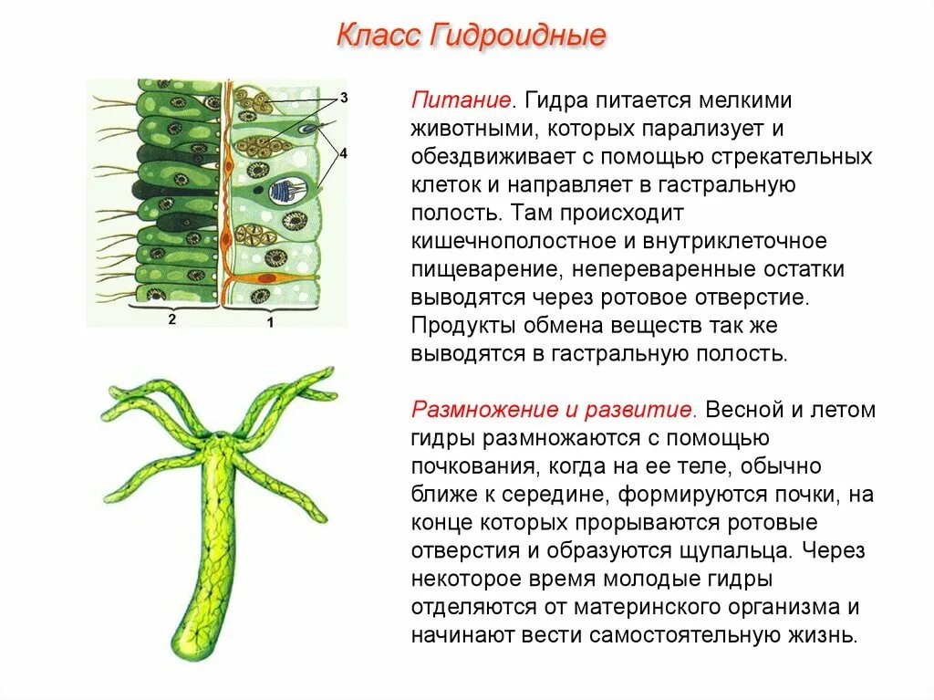 Какие клетки у кишечнополостных обеспечивают процесс регенерации. Пресноводная гидра питание и пищеварение. Питание гидроидных кишечнополостных. Гидра строение питание. Питание гидры рисунок.