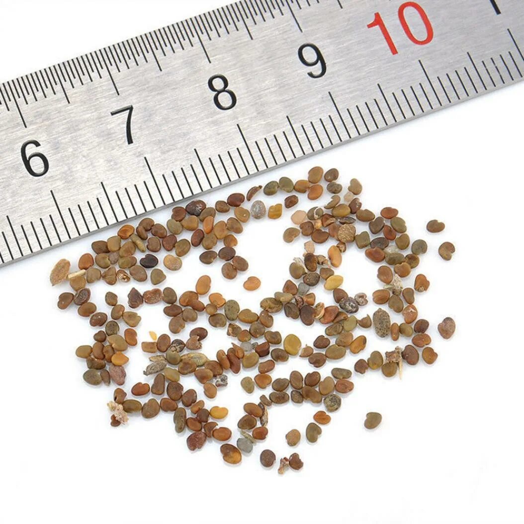 Как выглядят се. Ирис семенные коробочки. Рудбекия многолетняя семена. Ирис семена. Как выглядят семена колокольчика.