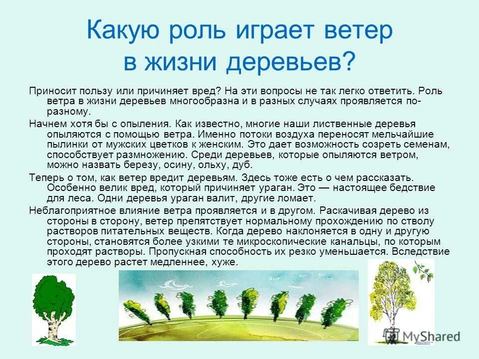 Какой вред от дождя 1. Какую роль играет ветер?. Влияние ветра на растения. Роль деревьев в жизни человека. Роль ветра в жизни животных.