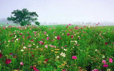 На не скошенном лугу пестрели цветы