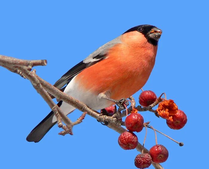 снегирь летом. серогрудый снегирь. снегирь на елке. красногрудый снегирь. красногрудый снегирь.