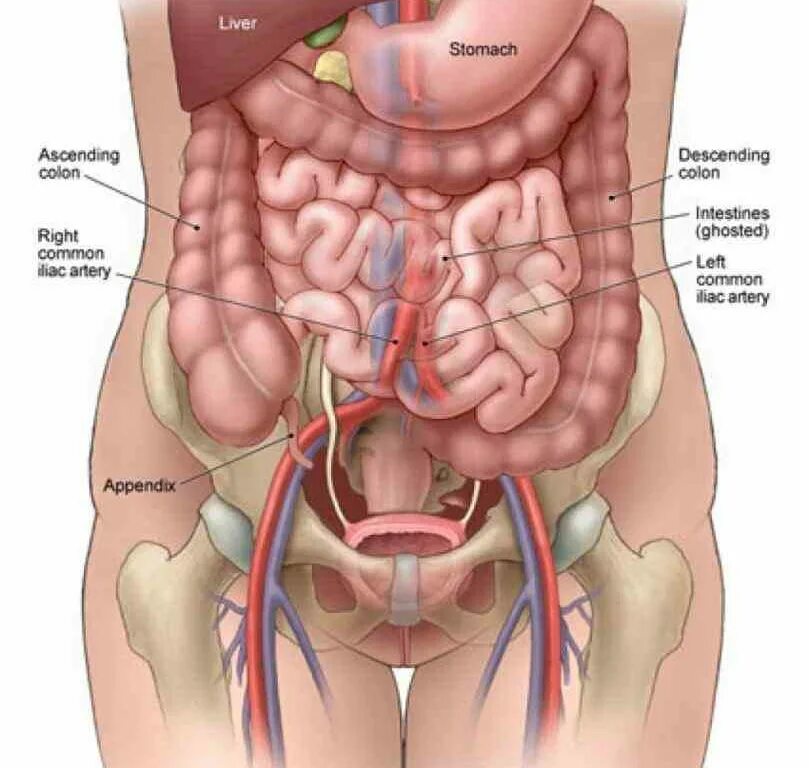 Органы живота. Анатомия брюшной полости человека. Строение брюшной полости женщины. Органы брюшной полости у мужчин. Органы брюшной полости у женщин фото.