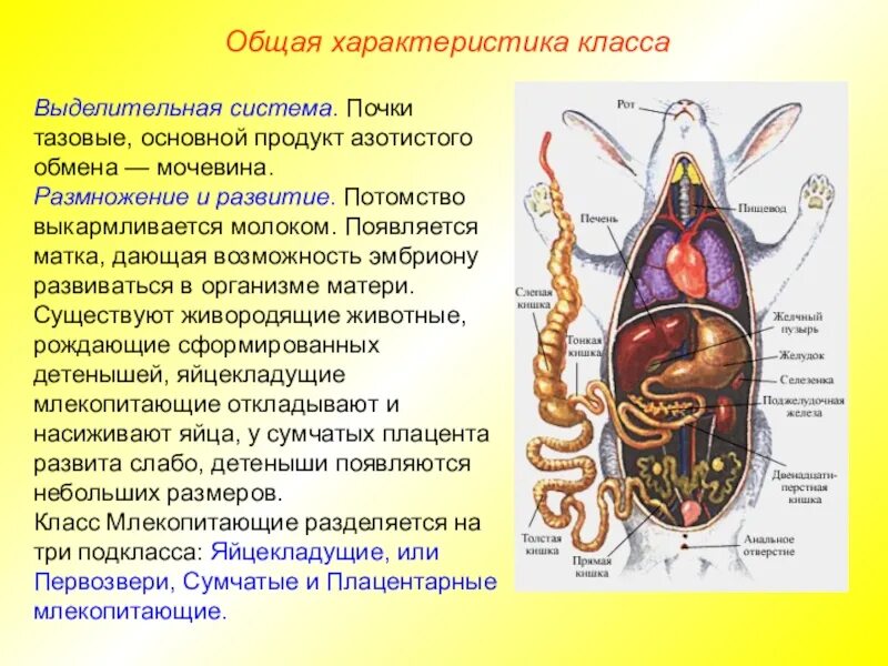 Характеристика выделительной системы млекопитающих. Выделительная система млекопитающих. Выделительная система млекопитающих 7 класс. Строение выделительной системы млекопитающих. Система органов животных выделительная система.