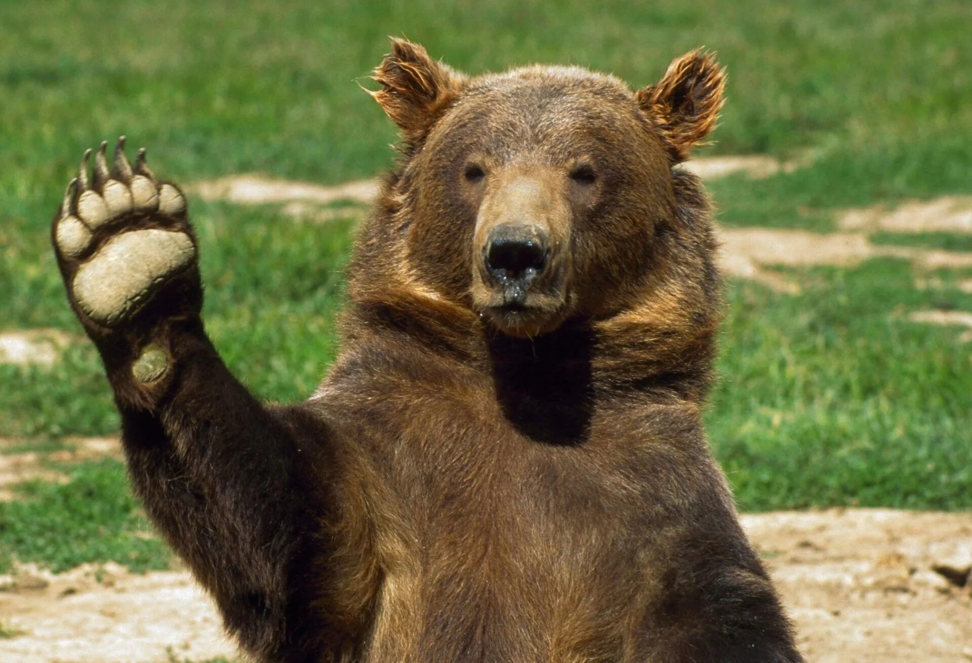 Медведь. Смешной Медвежонок. Медведь картинка. Добрый медведь.
