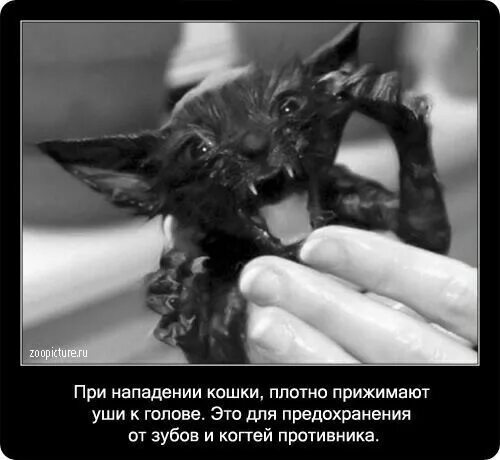 Кот стучит зубами. Интересные факты о кошках. котенок с прижатыми ушами. интересные факты о кошках картинки. страшные факты о кошках.