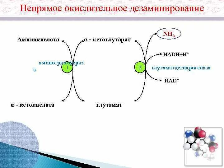 Непрямое окислительное дезаминирование. Прямое и Непрямое дезаминирование аминокислот биохимия. Окислительное дезаминирование аминокислот. Непрямое дезаминирование аминокислот биохимия.