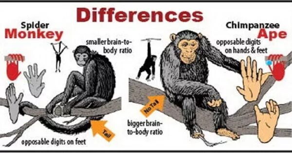 A chimp can перевод. Apes Monkeys разница. Ape and Monkey difference. Chimp Monkey разница. Ape обезьяна.