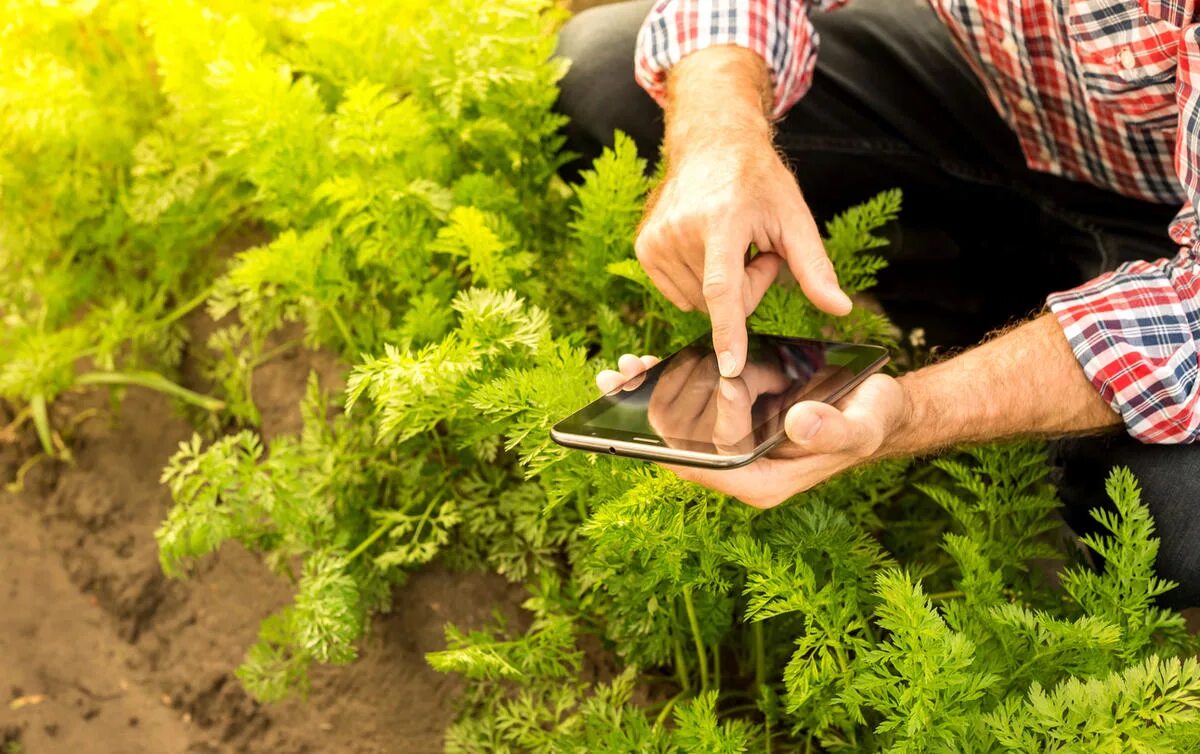 Посеявший или посеевший. Modern Technology in Agriculture. Посеенный или посеянный. Посеенный или посеянный как. Farm Carrot Garden.