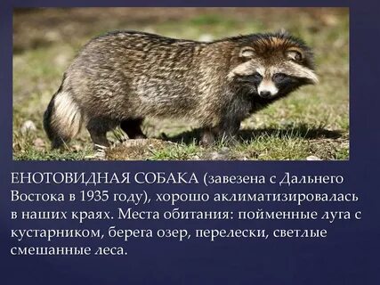 Какое реликтовое животное обитает в луганске