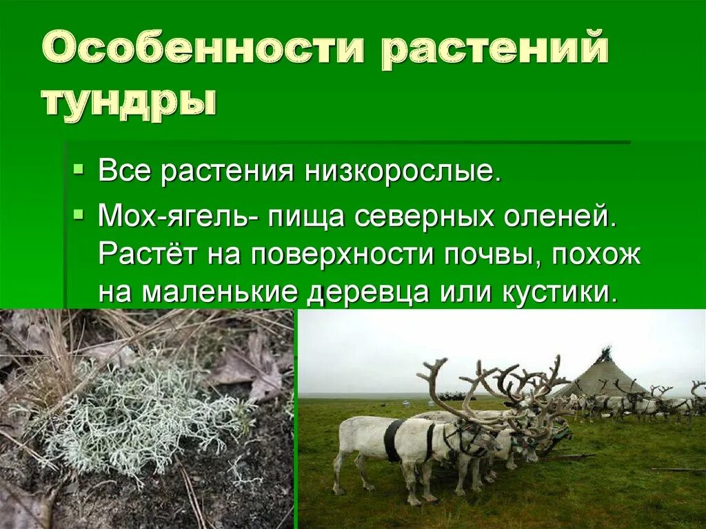 Особенности растений в тундре. Растения характерные для тундры. Особенности растений зоны тундры. Все растения тундры. Почвы и их свойства тундры