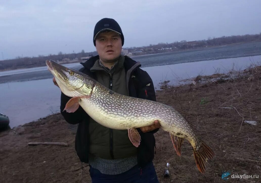 Какая рыба в волгограде. Волжанка Волгоградская область. Рыбалка в Волгоградской области. Щука. Рыбы Волгоградской области.