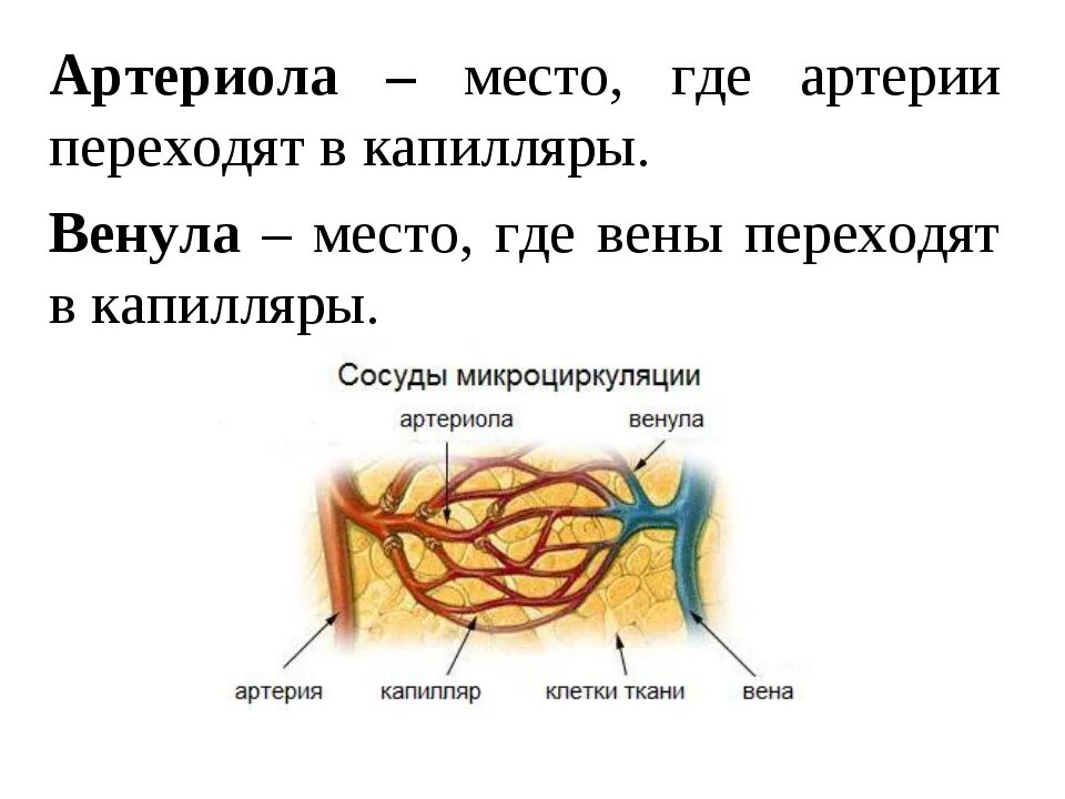 Сосуды(артерии артериолы вены венулы капилляры. Артерии артериолы капилляры венулы вены анатомия. Строение и функции артериол. Строение стенки артериолы. Статья артерия жизни по дну чего