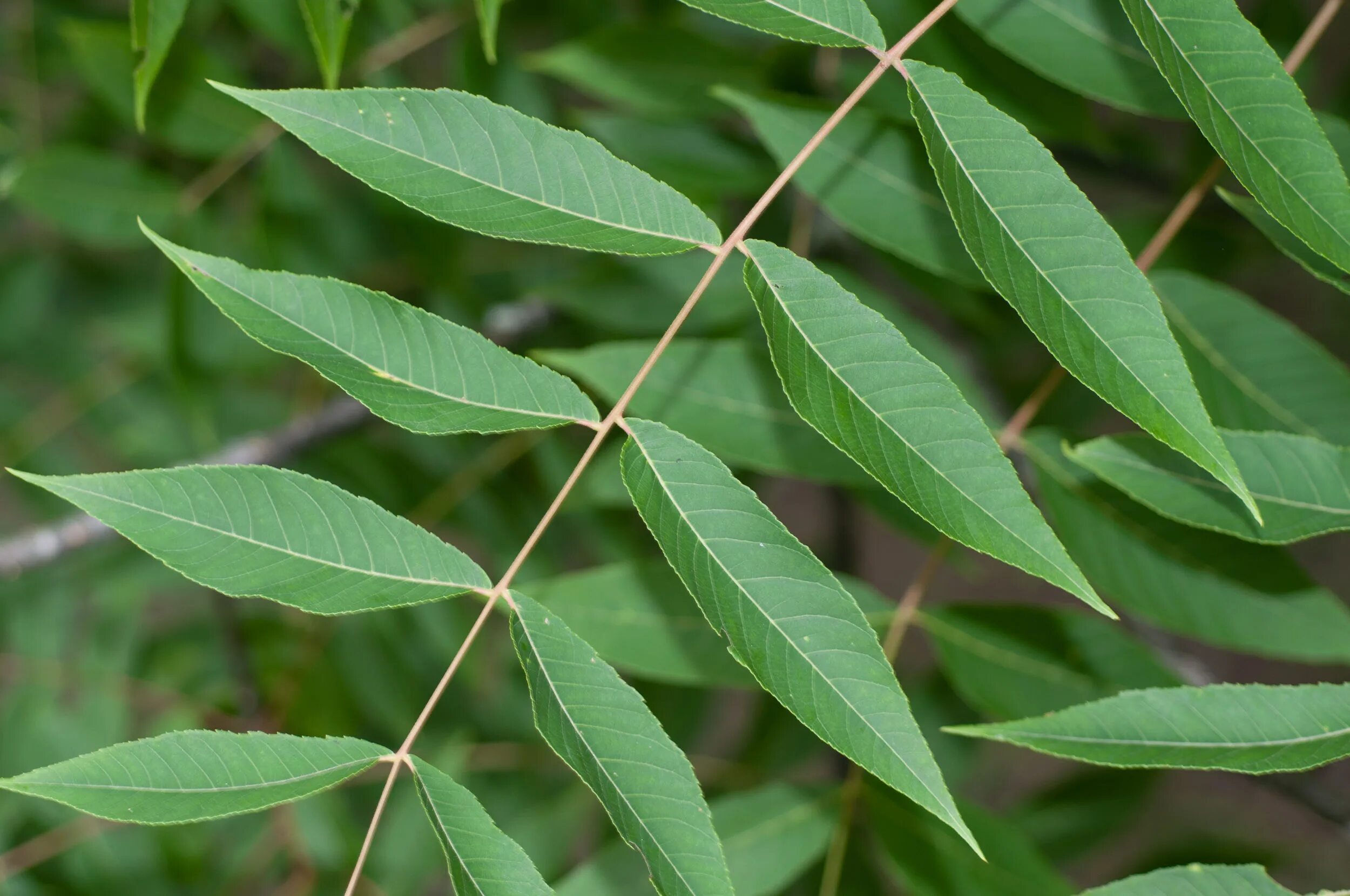 Листья ясеня. Ailanthus glandulosa. Листья айланта. Айлант дерево. Айлант дерево сорняк.