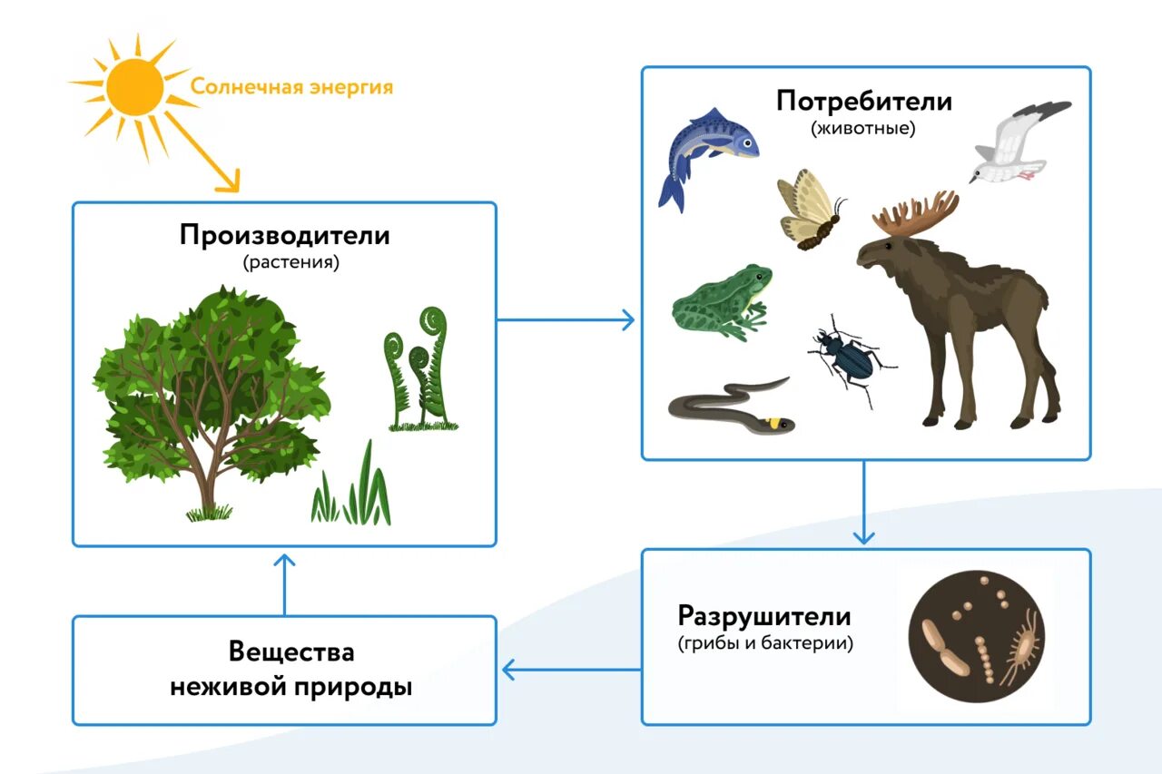 В естественной экосистеме круговорот веществ. Производители потребители Разрушители. Цепь питания производители потребители Разрушители. Производители потребители и Разрушители органических веществ. Потребитель и производитель.