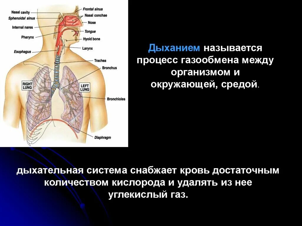 Как называется процесс дыхания человека. Дыхательная система. Дыхательная система человека. Дыхательная система газообмен. Дыхательная система человека органы и функции.