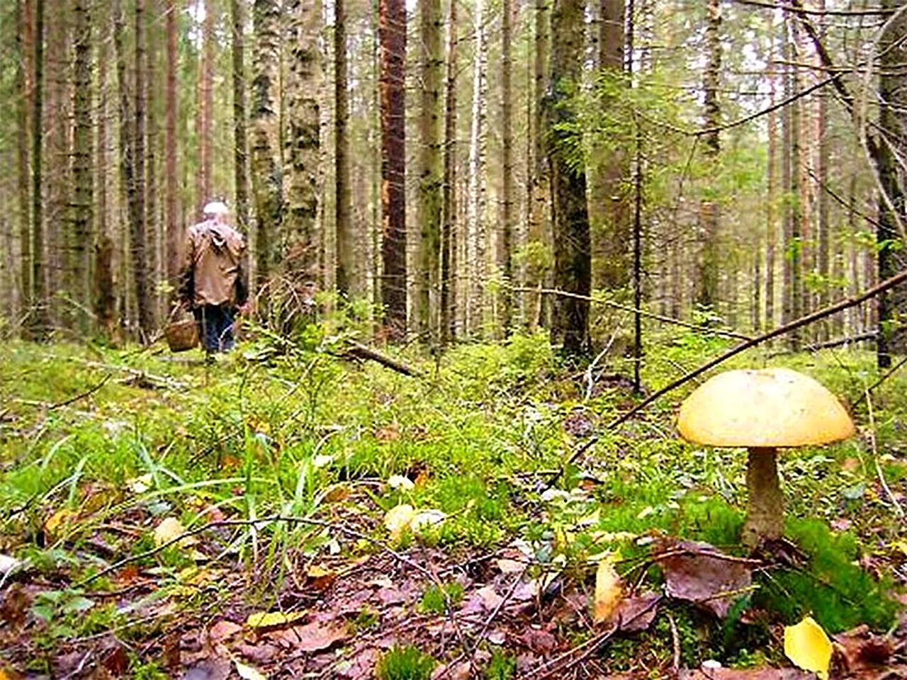 В лесу сыро идешь. Грибы в Карелии. Грибники заблудились в лесу. Грибники в лесу. Потерялся в лесу.