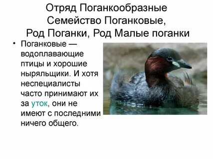 Поганка красная книга