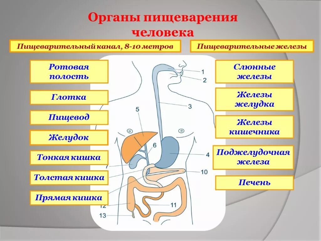 Система строения пищеварительной системы. Схема строения пищевой системы. Пищеварительный тракт и железы схема. Функции пищеварительной системы схема. Питание основные органы