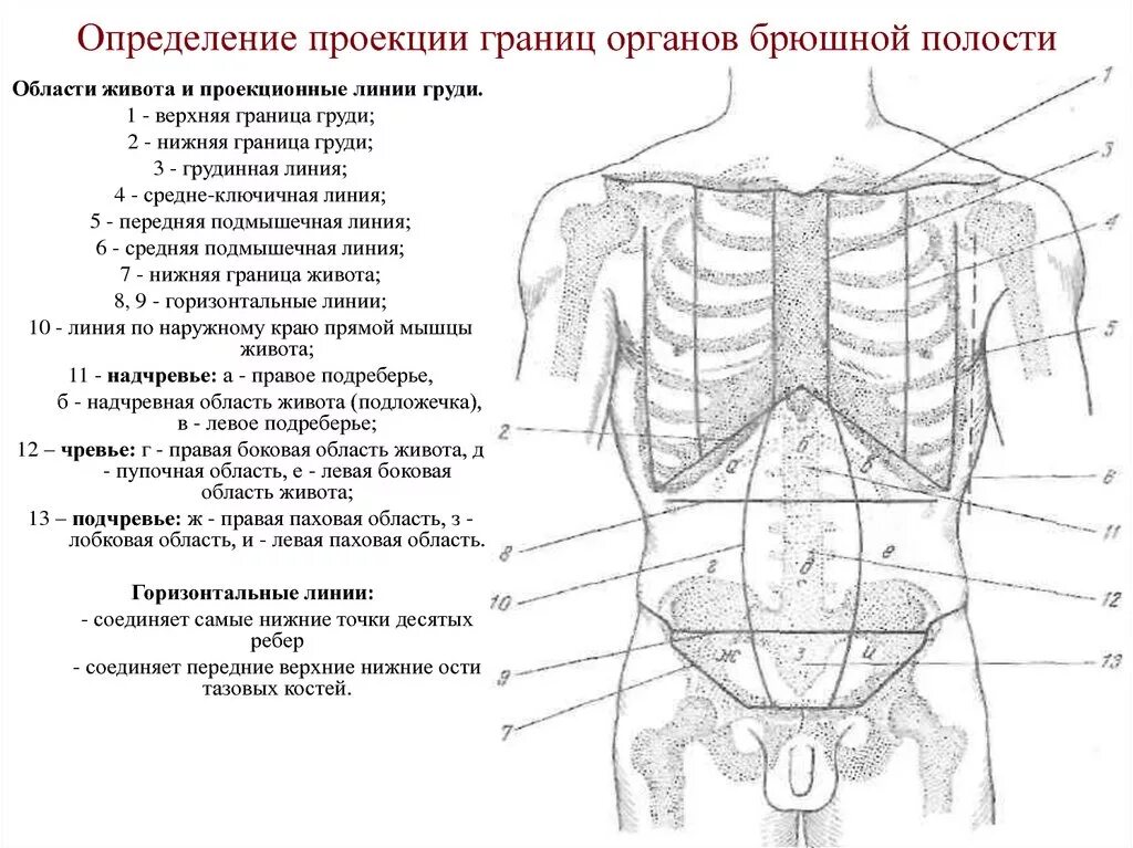 Болит левый бок живота у мужчины спереди. Строение женского тела органы внизу живота сбоку. Анатомия человека правая подвздошная область. Схема расположения органов брюшной полости вид сбоку.