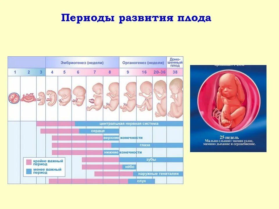 Периоды внутриутробного развития плода Акушерство. Внутриутробное развитие плода по неделям. Периоды развития плода схема. Сроки формирования плода.