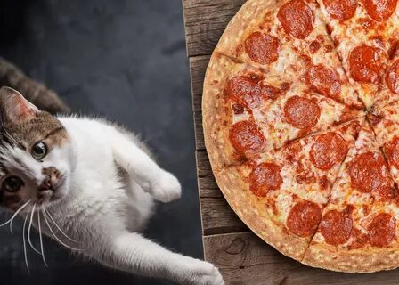Pizza cats