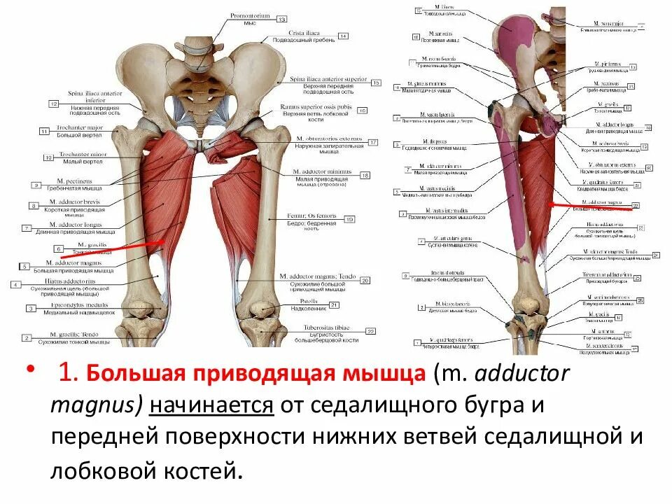 Функции приводящих мышц. Мышцы нижней конечности анатомия. Приводящие мышцы. Большая приводящая мышца. Большая приводящая мышца анатомия.