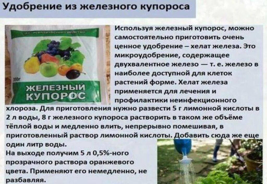 Раствор медного купороса 1 л. Обработка винограда железным купоросом. Раствор железного купороса. Раствор железного купороса для опрыскивания винограда. При какой температуре можно опрыскивать медным купоросом