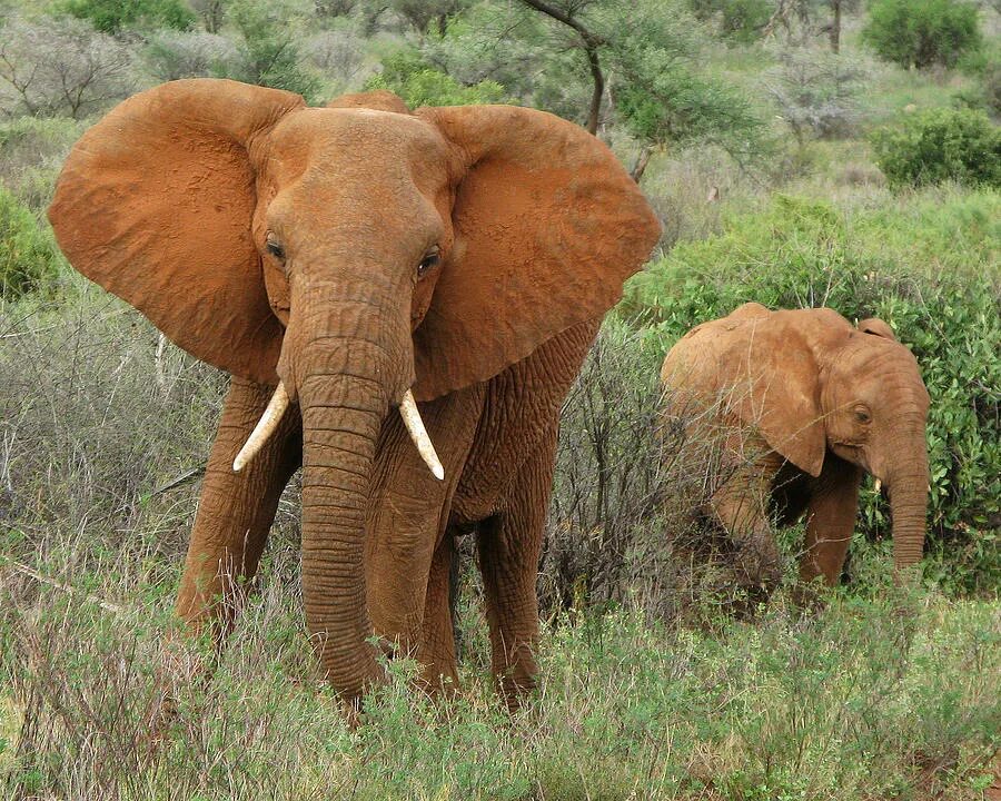 Orange elephant. Слон в цвете. Какого цвета слон. Какого цвета слоны. Слон какого цвета бывает.