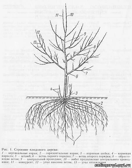Сирень корневая. Корневая шейка у сирени. Строение корневой системы яблони. Корневая система вишни глубина. Размер корневой системы яблони.