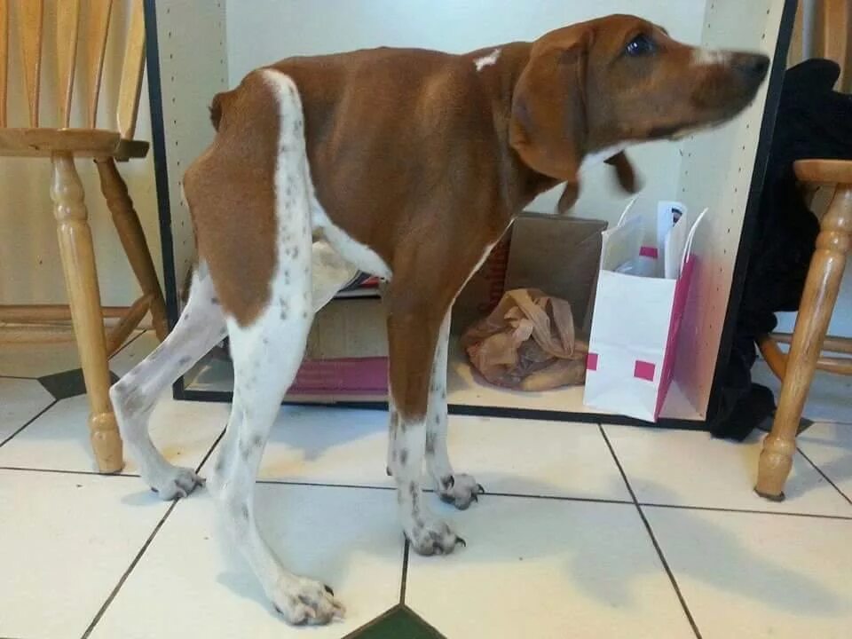 Поддерживающий бандаж для собак. Осанка собаки. Немецкая овчарка дрессировка. Осанка собаки. Немецкая овчарка стандарт породы fci.