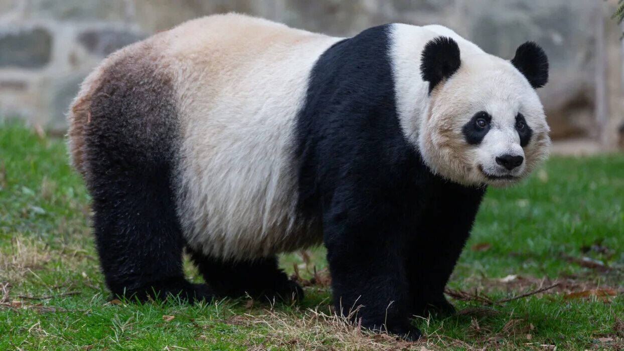 Pandas endangered