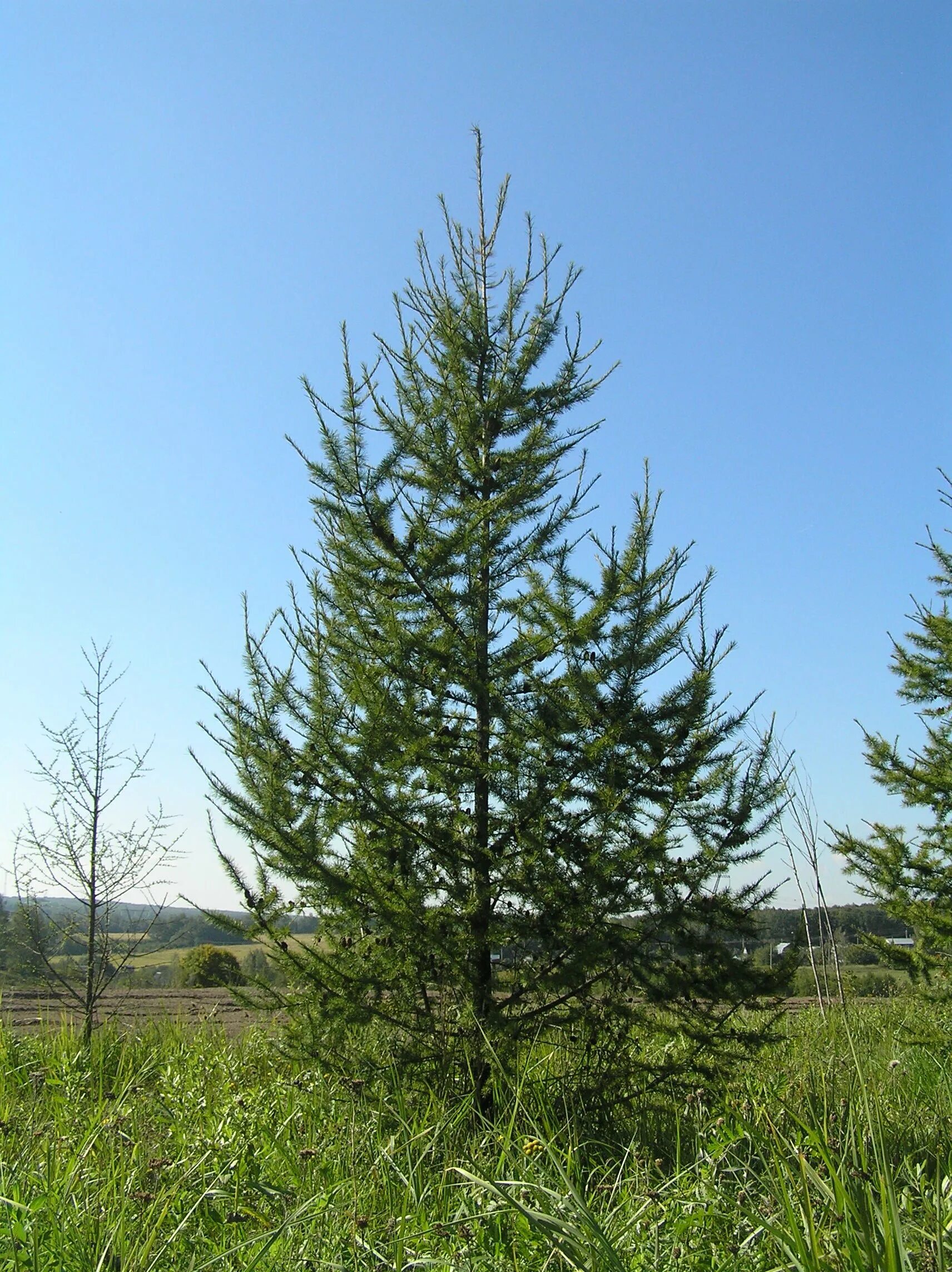 Лиственница комарова. Лиственница Сибирская Larix sibirica. Лиственница Сибирская Бригантина. Лиственница Сибирская Lárix sibírica. Лиственница Сибирская (Larix sibirica Ledeb.).