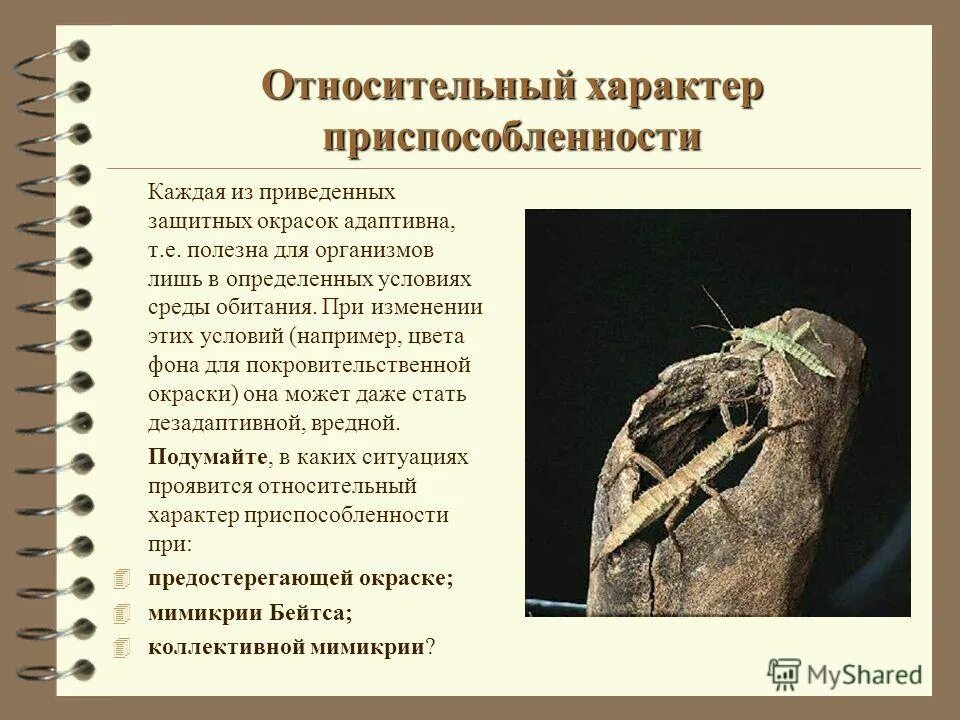 Приспособление к среде обитания кактуса медведки. Относительность приспособленности. адаптации организмов к условиям обитания. проявление относительного характера приспособленности богомола. варан относительный характер приспособленности.