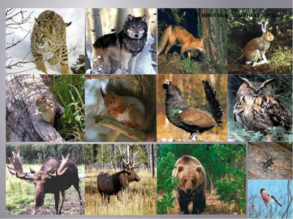 Какие животные в природной зоне тайга. Обитатели тайги. Животный мир тайги. Жители леса. Животные хвойного леса.