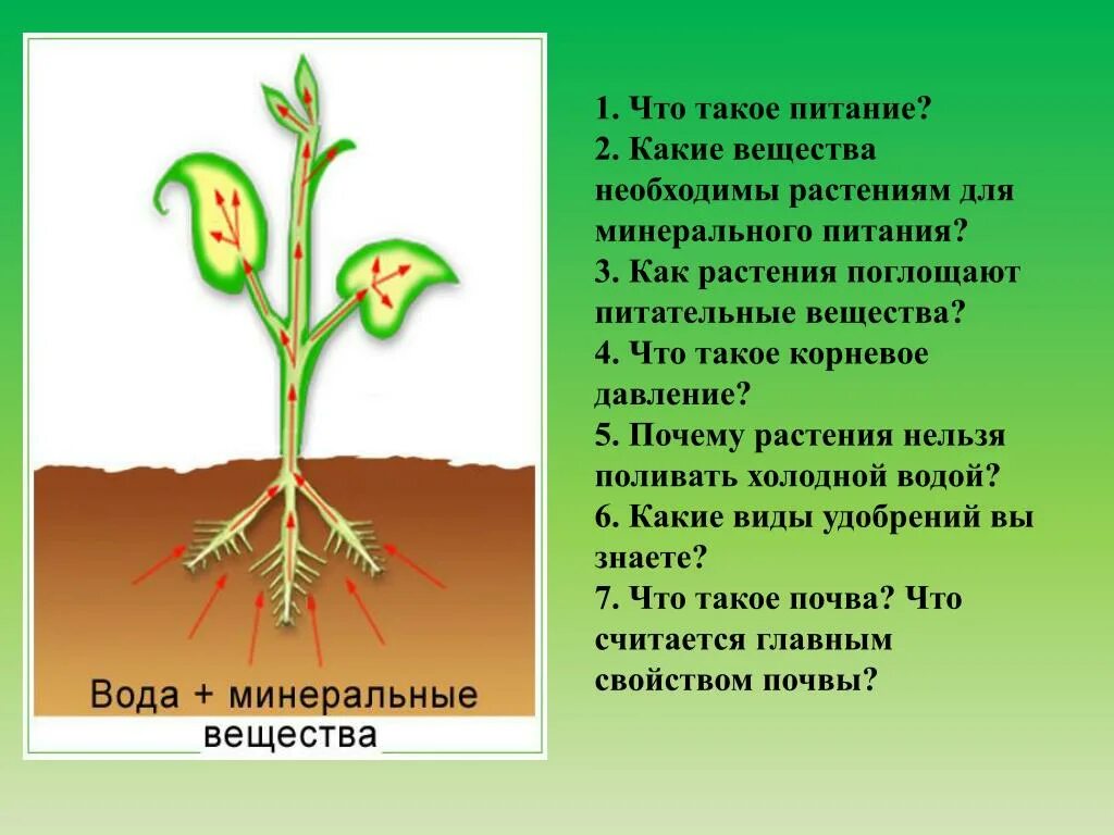 Минеральное питание растений. Корневое питание растений. Питание растений 6 класс биология. Минеральное питание растений 6 класс биология.