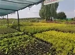 Дзержинский питомник растений